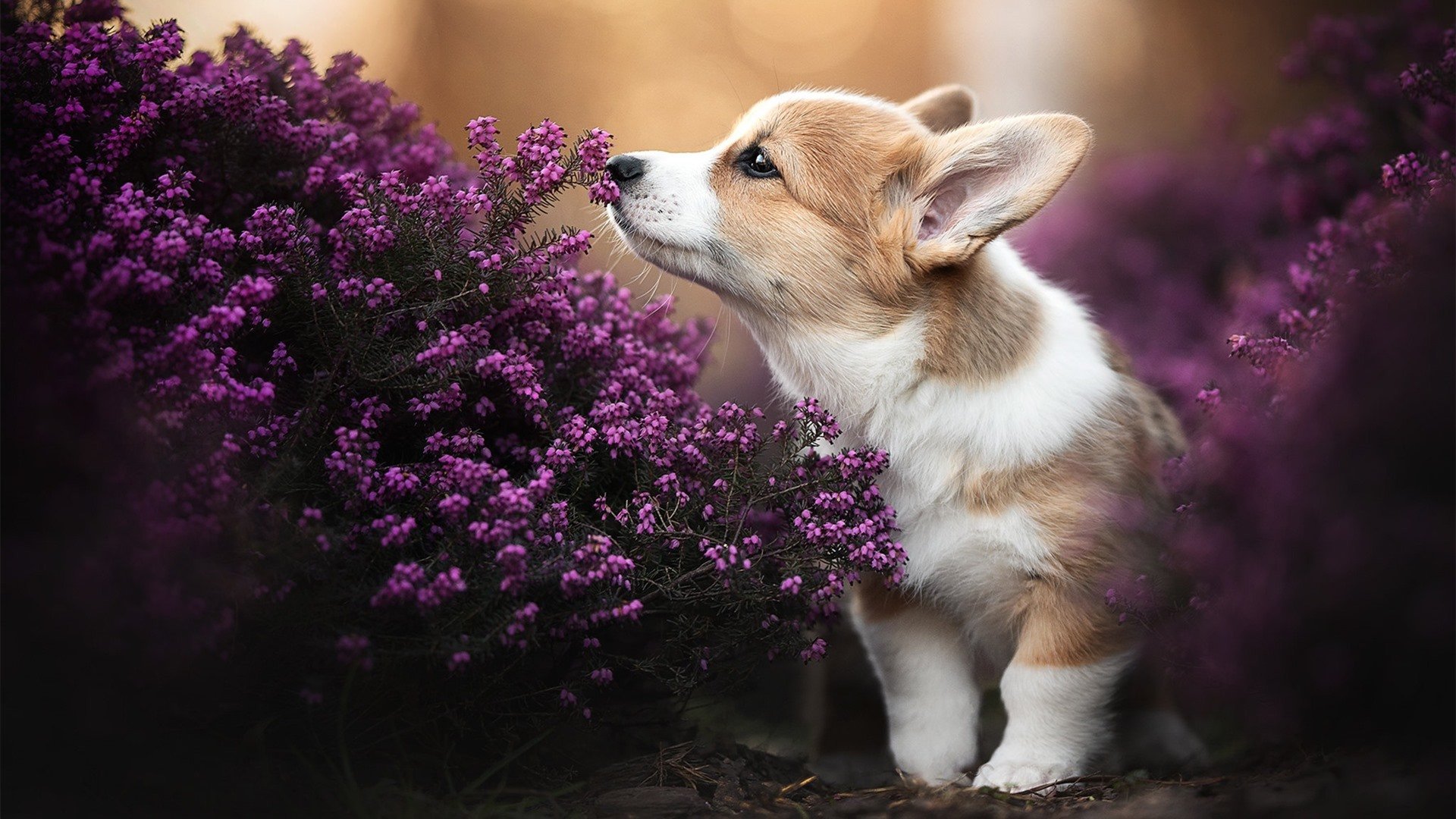 _不可思议的逆转:全英羽毛球公开赛半决赛回顾_,全英羽毛球公开赛决赛时间表